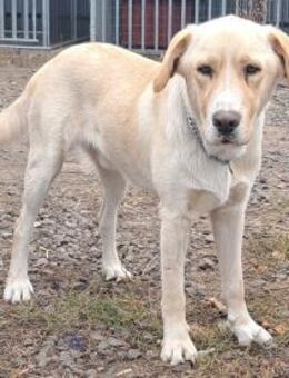 Schöner Ronin sucht seine Familie - Weilheim (Oberbayern)