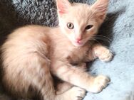 Sphynx Kitten - Peterbald - Fürstenau