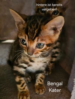 Süßes Benagal-Kitten abzugeben - Kalletal