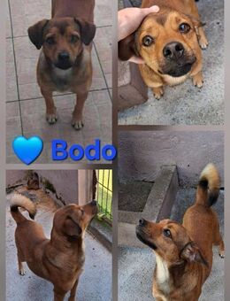 Bodo - lieb und freundlich - Höchst (Odenwald)