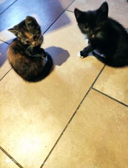 BKH Kitten Katzen Mix Baby abzugeben Stubenrein - Goch