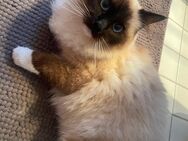 Ragdoll Kater jung - Lörrach