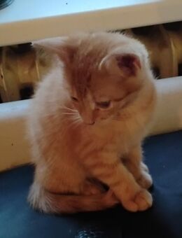 Süßes rot/weißes Katzenbaby einer Glückskatzenmama in Berlin - Berlin