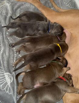 Boxer Mischlings Welpen - Schwerin