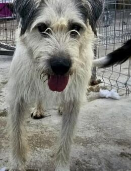 FRITZCHEN - 65 cm, sanft, schüchtern - Weilheim (Oberbayern)