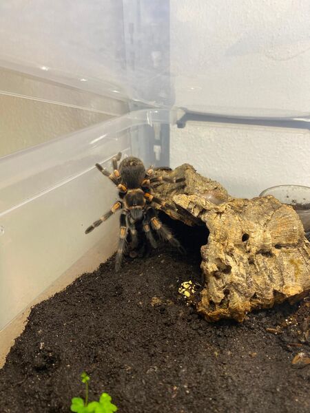 Brachypelma auratum vogelspinnen 1 x weiblich 2 x männlich KL 5 cm - Böbrach