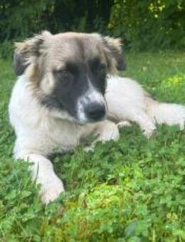 Wollknäuel Gustl sucht seine Familie - München