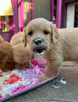 Golden Retriever Rüde, golden creamy - Braunschweig