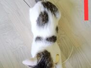 Katzenkinder EKH/BKH Mix zu verkaufen - Ohrdruf Zentrum