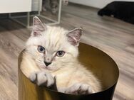 BKH Katzen Britisch Kurzhaar Katzenbaby reinrassig - Köln