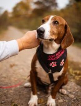 🩵Elio🩵sucht seine Menschen🍀 - Freilassing