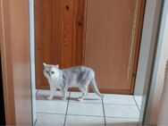 Bkh Kater, 6 Jahre alt - Greven (Nordrhein-Westfalen)