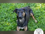 Darcy Sensible Seele auf der Suche - Kirchzell
