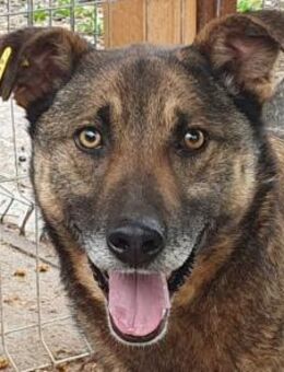 NANDO-wahre Frohnatur, Rüde, 53 cm - Rösrath