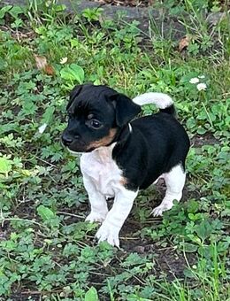 Reinrassige Jack Russel Welpen - Oldersbek