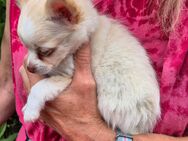 Süßes Pomchi Mädchen ( Pomeranian Zwergspitz x Chihuahua) - Harburg (Schwaben)