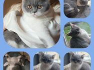 sehr verschmuste Britisch Kurzhaar Katze - Arenshausen