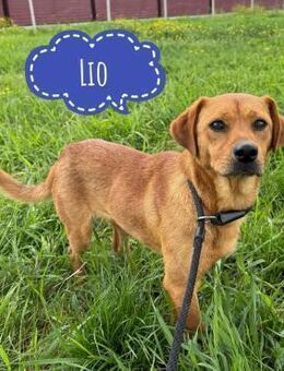 Lio ein Traumcharakter - Flörsheim-Dalsheim