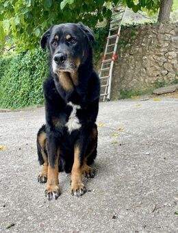 Bodin - ein perfekter Begleiter - Ratekau