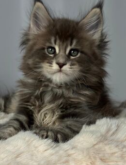 Maine Coon Kätzchen aus professioneller Zucht - Barßel