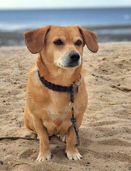 Luna - ist anhänglich - Löwenberger Land