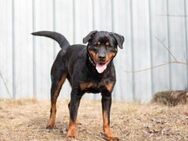 Martha, freundlliche Familienhündin - Neuhausen (Spree)