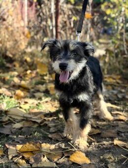 Filip- will nicht im Tierheim aufwachsen - Köln