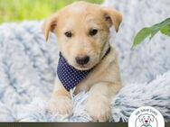 Chip 231936: Hundekind sucht ein Zuhause - Kirchzell