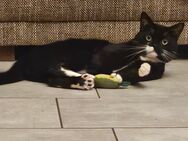 Ruffy sucht sein personal - Essen