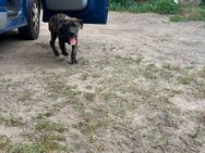 Presa Canario/Cane Corso Hündin 12 Wochen sucht ihr Körbchen - Zossen