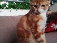 Schöner Kater, Katzenbabie ab 26.06. - Ottersberg