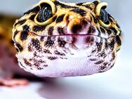 Leopardgecko Nachzuchten (männlich) - Rostock