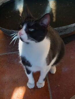 verspielter Goofy bei München (ALM) - Geisenheim