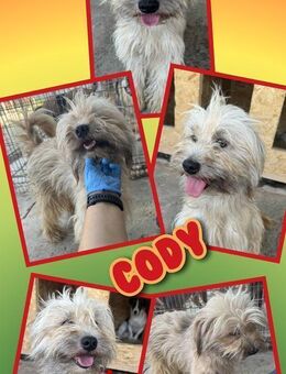 Kleiner Cody- bald in Großhabersdorf! - Nürnberg