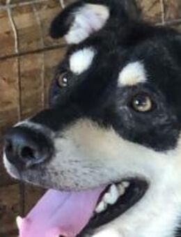 Joker möchte endlich was erleben 🐾 - Elsdorf (Nordrhein-Westfalen)