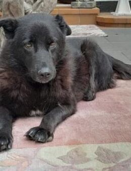 Ralfi 48 cm (Pflegestelle) - Alpenrod