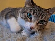 Kätzin Joyce sucht sicheres Zuhause - Bad Camberg