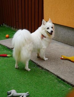 Lebensfrohe Amy hat eine Menge Energie - Chemnitz