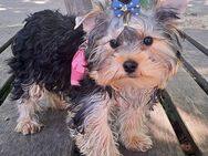 Sehr süsse Yorkshire terrier Welpen reinrassig black-golden-silver , jungs - Heidelberg