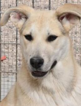 Nube 💞 hat ihr Köfferchen gepackt (MR) - Ludwigshafen (Rhein)