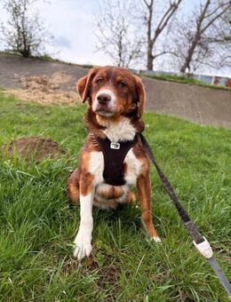 Mojo soll nicht im Shelter aufwachsen - Blankenheim (Nordrhein-Westfalen)