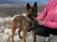 Schlaue Reika sucht aktive Familie - München