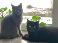 Zwei BKH Katzen (m+w), 2 Jahre alt abzugeben - Ahnatal