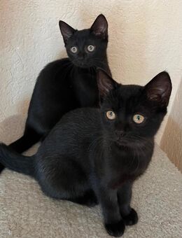 BKH Mix Kitten - Leiferde