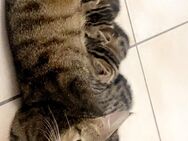 2Kater und 2Katzen - Frechen