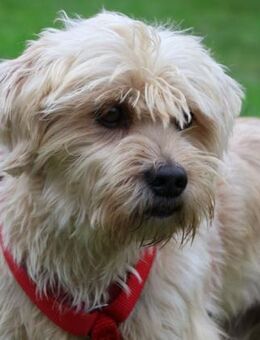 HARRY - perfect match 🐶❤️🐶 - Neudenau