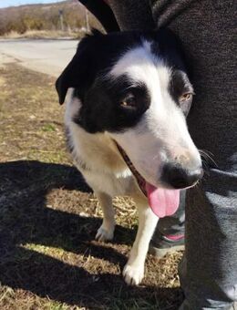 Sehr menschenbezogene KLEOPATRA ♥️ - München