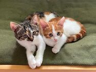 2 Schwester Kätzchen, Katzen, Kitten, Glückskatze suchen GEMEINSAM ein Zuhause - Ichenhausen