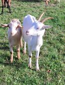 Ziegen 2-4 Jährig evtl tragend in 34439