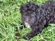 Süße Maltipoo-Welpen F1b abgabebereit - Wurzbach